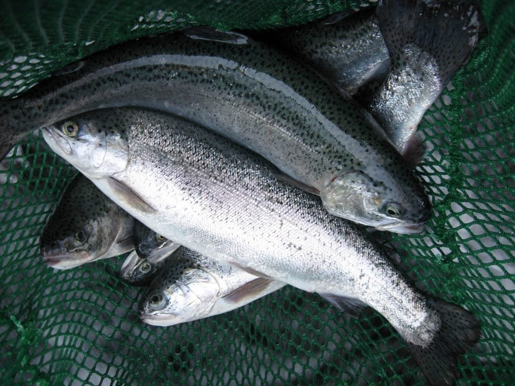 Präparierte Fische Aqua Profi Pigment Fischfutter Forellenfutter Saibling Äsche 6 Mm Extrudat 25 Kg Aqua Profi Fischfutter